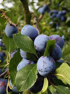 Obstbaum - Pflaume Katinka: (Bildbeschreibung ist in Arbeit)