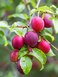 Obstbaum - Pflaume Komet: (Bildbeschreibung ist in Arbeit)