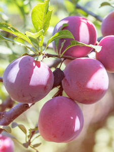 Obstbaum - Pflaume Opal: (Bildbeschreibung ist in Arbeit)