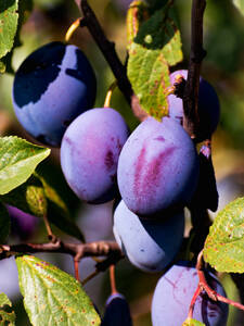 Obstbaum - Pflaume Top Hit: (Bildbeschreibung ist in Arbeit)