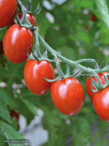 Pflaumen-Cherrytomate Tutti Frutti, F1, veredelt