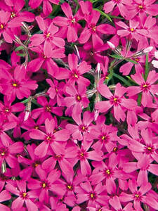 Polsterphlox  Atropurpurea: (Bildbeschreibung ist in Arbeit)