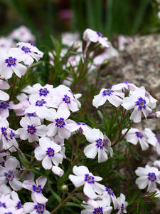Steingartenpflanzen - Polsterphlox Pharao Blue Eye: (Bildbeschreibung ist in Arbeit)