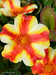 Dekoratives Vorschaubild des Artikels "Portulakrschen Pazzaz Mega Papaya Twist" (Bildbeschreibung ist in Arbeit)