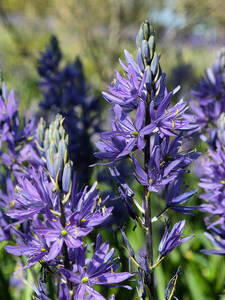 Prrielilie Blue Melody: (Bildbeschreibung ist in Arbeit)