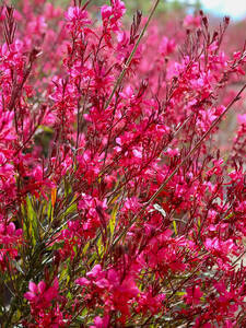 Pflanzen - Prachtkerze Siskiyou Pink: (Bildbeschreibung ist in Arbeit)