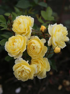 Ramblerrose Lemon Siluetta