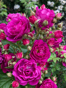 Ramblerrose Purple Siluetta®