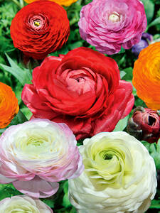 Dekoratives Vorschaubild des Artikels "Ranunkel-Mischung" (Bildbeschreibung ist in Arbeit)