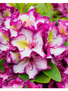 Ziergehlze - Rhododendron Happydendron Pushy Purple
