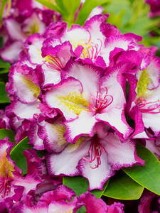 Rhododendron Happydendron Pushy Purple: (Bildbeschreibung ist in Arbeit)