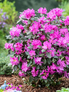 Dekoratives Vorschaubild des Artikels "Rhododendron P.J.M. Elite Star" (Bildbeschreibung ist in Arbeit)