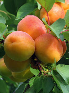 Obstbaum - Riesen-Aprikose Big Bomba