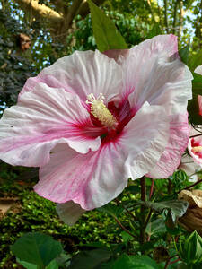 Pflanzen - Riesen-Hibiskus Carousel Pink Candy, PBR