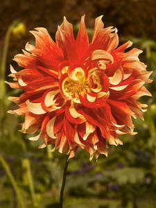 Dekoratives Vorschaubild des Artikels "Riesenschmuckdahlie Bodacious" (Bildbeschreibung ist in Arbeit)