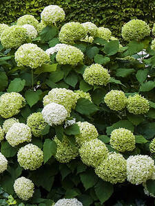 Rispenhortensie Limelight-Hecke | Gartenversandhaus.de