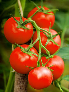 Tomaten-Jungpflanzen - Rispentomate Grappelina, F1 (veredelt): (Bildbeschreibung ist in Arbeit)