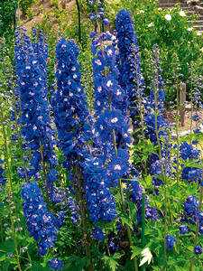Rittersporn Blue Bird: (Bildbeschreibung ist in Arbeit)