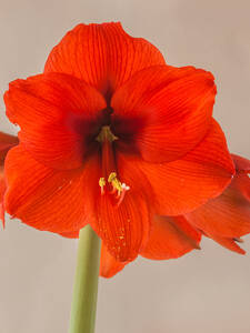 Ritterstern Orange Souvereign: (Bildbeschreibung ist in Arbeit)