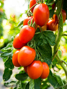 Balkonpflanzen - Roma-Tomate Patia Red (Colibri) F1, veredelt