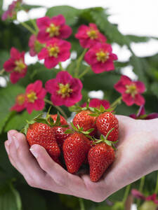 Erdbeerpflanzen - Rosen-Erdbeere Toscana Rose, F1