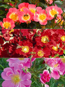 Dekoratives Vorschaubild des Artikels "Rosen-Set Bienweide�" (Bildbeschreibung ist in Arbeit)