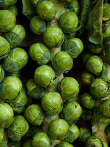 Rosenkohl-Samen - Rosenkohl Marte, F1: (Bildbeschreibung ist in Arbeit)