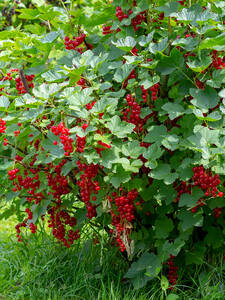 Rote Johannisbeere Rovada (Busch): (Bildbeschreibung ist in Arbeit)