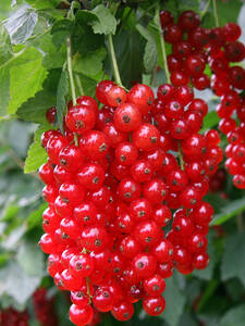 Rote Johannisbeere Rovada (Stamm): (Bildbeschreibung ist in Arbeit)