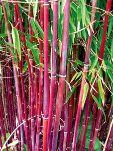 Roter Gartenbambus Jiuzhaigou