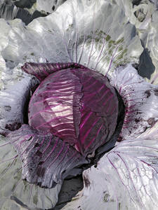 Rotkohlsamen - Rotkohl Omero, F1: (Bildbeschreibung ist in Arbeit)