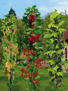 Sulen-Johannisbeeren-Spar-Set: (Bildbeschreibung ist in Arbeit)
