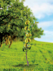 Birnbaum - Sulenbirne Decora: (Bildbeschreibung ist in Arbeit)