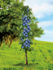 Obstbaum - Sulenpflaume Imperial