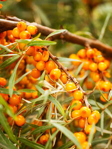 Sanddorn Orange Energy: (Bildbeschreibung ist in Arbeit)