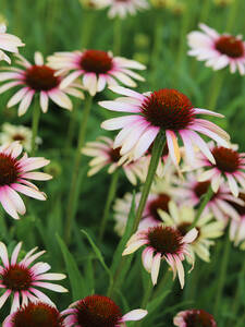 Dekoratives Vorschaubild des Artikels "Scheinsonnenhut Fountain Pink Eye" (Bildbeschreibung ist in Arbeit)