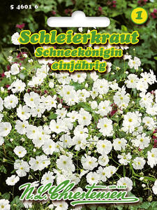 Samen - Schleierkraut Schneeknigin: (Bildbeschreibung ist in Arbeit)