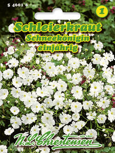 Samen - Schleierkraut Schneeknigin