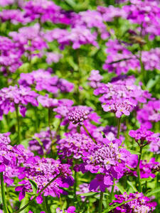 Dekoratives Vorschaubild des Artikels "Schleifenblume Absolutely Amethyst" (Bildbeschreibung ist in Arbeit)