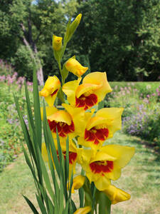 Dekoratives Vorschaubild des Artikels "Schmetterlingsgladiole Safari" (Bildbeschreibung ist in Arbeit)