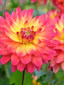 Blumenzwiebeln - Schmuckdahlie Tropical Sunset: (Bildbeschreibung ist in Arbeit)