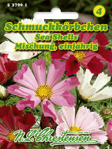 Samen - Schmuckkrbchen Sea Shells Mischung: (Bildbeschreibung ist in Arbeit)