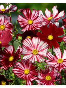 Dekoratives Vorschaubild des Artikels "Schmuckkrbchen Velouette" (Bildbeschreibung ist in Arbeit)