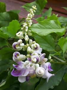 Schneckenbohne