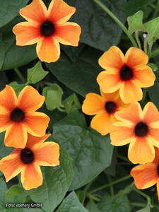 Schwarzugige Susanne Sunny Susy Amber Stripes: (Bildbeschreibung ist in Arbeit)