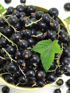 Schwarze Johannisbeere Bona (Stamm): (Bildbeschreibung ist in Arbeit)