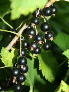 Schwarze Johannisbeere Titania (Busch): (Bildbeschreibung ist in Arbeit)