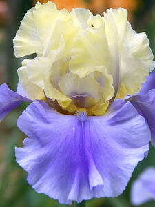 Dekoratives Vorschaubild des Artikels "Schwertlilie Haut Les Voiles" (Bildbeschreibung ist in Arbeit)