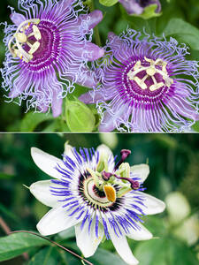 Dekoratives Vorschaubild des Artikels "Set Passionsfrucht Cooltropics Eia Popeia und Blaue Passionsblume" (Bildbeschreibung ist in Arbeit)