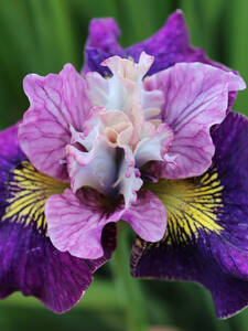 Dekoratives Vorschaubild des Artikels "Sibirische Schwertlilie On Mulberry Street" (Bildbeschreibung ist in Arbeit)